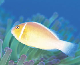 Ningaloo Reef - Kingaroy Accommodation 2