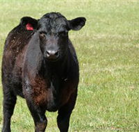 Denham Farm Beef and Lamb