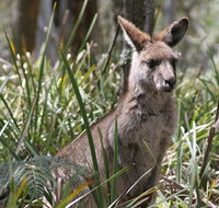 Blue Mountains Guides