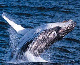 Australian Spirit Sailing Company - Kingaroy Accommodation 6