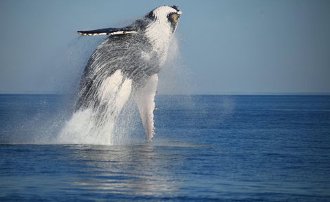 Absolute Ocean Charters - Kingaroy Accommodation 12
