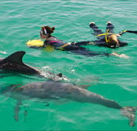 Rockingham Wild Encounters - Swim with Wild Dolphins - Kingaroy Accommodation