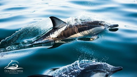 Dolphin Swim Australia - Kingaroy Accommodation 1
