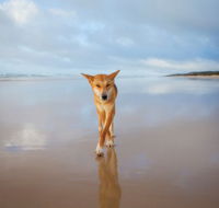 Fraser Island Adventure Tours - Kingaroy Accommodation