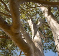 Lindsay Pryor Walk Australian National University - Kingaroy Accommodation