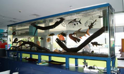 Aquariums In Cairns - Kingaroy Accommodation 2