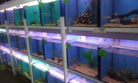 Summerland Aquarium - Kingaroy Accommodation 1