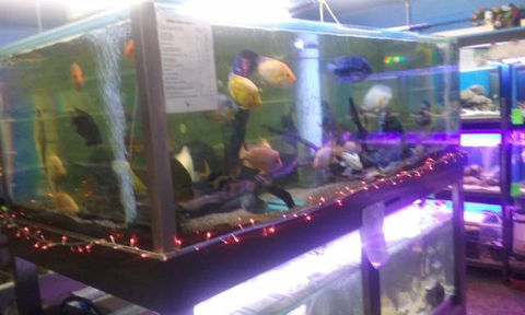 Summerland Aquarium - Kingaroy Accommodation 2