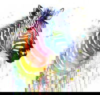 Rainbow Zebra - 65 Northbourne 7.30-9.30pm - Kingaroy Accommodation