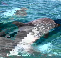 Half-Day Mandurah Canals  Dolphin Watch Tour - Kingaroy Accommodation