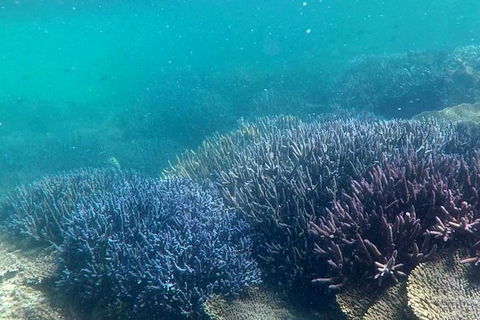 Abrolhos Island Half Day Fly And Flipper - Kingaroy Accommodation 1