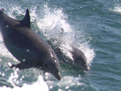 Swim With Dolphins Day Trip From Perth - Kingaroy Accommodation 2