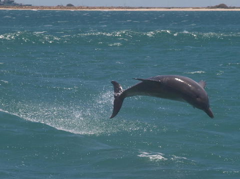 Swim With Dolphins Day Trip From Perth - Kingaroy Accommodation 3
