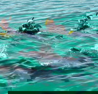 Swim with Dolphins Day Trip from Perth - Kingaroy Accommodation