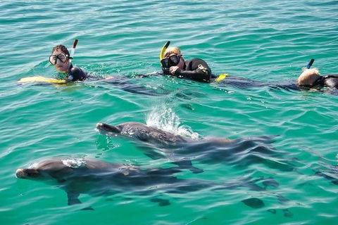 Swim With Dolphins Day Trip From Perth - Kingaroy Accommodation 0