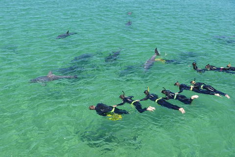 Swim With Dolphins Day Trip From Perth - Kingaroy Accommodation 1