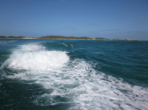 Swim With Dolphins Day Trip From Perth - Kingaroy Accommodation 4
