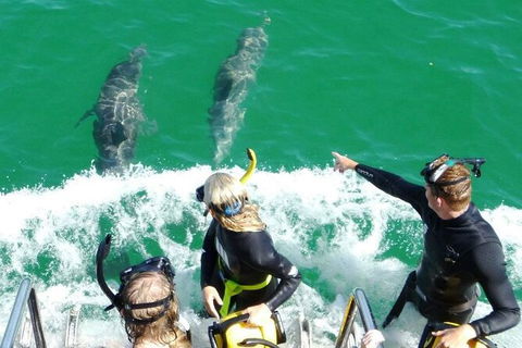 Swim With Dolphins Day Trip From Perth - Kingaroy Accommodation 8
