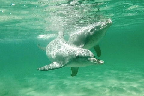 Swim With Dolphins Day Trip From Perth - Kingaroy Accommodation 10