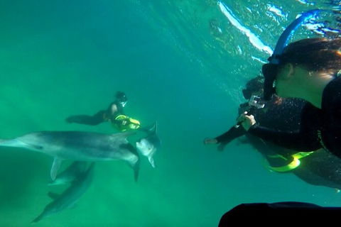 Swim With Dolphins Day Trip From Perth - Kingaroy Accommodation 9