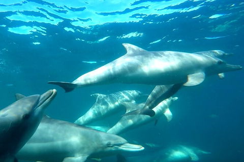 Swim With Dolphins Day Trip From Perth - Kingaroy Accommodation 7