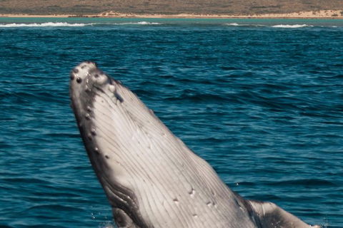 VIP Luxury Chartered Escapes, Exploring The Reef At Your Own Pace - Kingaroy Accommodation 3