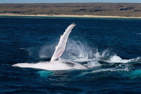 VIP Luxury Chartered Escapes, Exploring The Reef At Your Own Pace - Kingaroy Accommodation 7