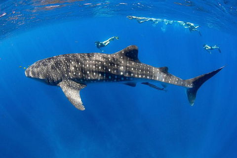 VIP Luxury Chartered Escapes, Exploring The Reef At Your Own Pace - Kingaroy Accommodation 27