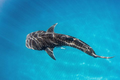 VIP Luxury Chartered Escapes, Exploring The Reef At Your Own Pace - Kingaroy Accommodation 18