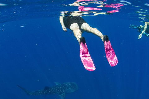 VIP Luxury Chartered Escapes, Exploring The Reef At Your Own Pace - Kingaroy Accommodation 49
