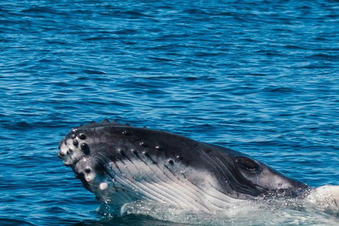 VIP Luxury Chartered Escapes, Exploring The Reef At Your Own Pace - Kingaroy Accommodation 14
