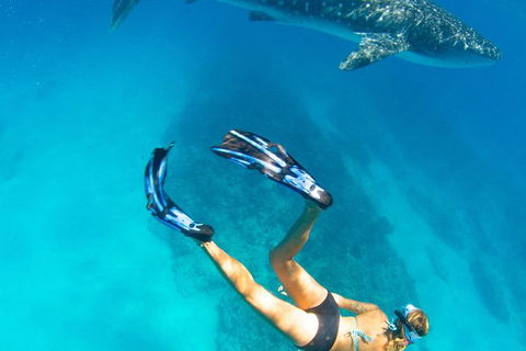 VIP Luxury Chartered Escapes, Exploring The Reef At Your Own Pace - Kingaroy Accommodation 26