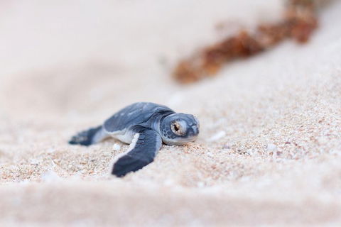 VIP Luxury Chartered Escapes, Exploring The Reef At Your Own Pace - Kingaroy Accommodation 6