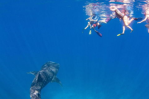 VIP Luxury Chartered Escapes, Exploring The Reef At Your Own Pace - Kingaroy Accommodation 22