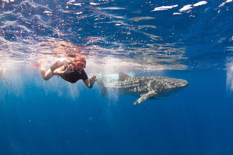 VIP Luxury Chartered Escapes, Exploring The Reef At Your Own Pace - Kingaroy Accommodation 8