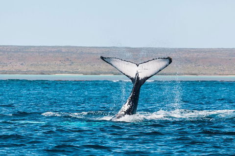 VIP Luxury Chartered Escapes, Exploring The Reef At Your Own Pace - Kingaroy Accommodation 12