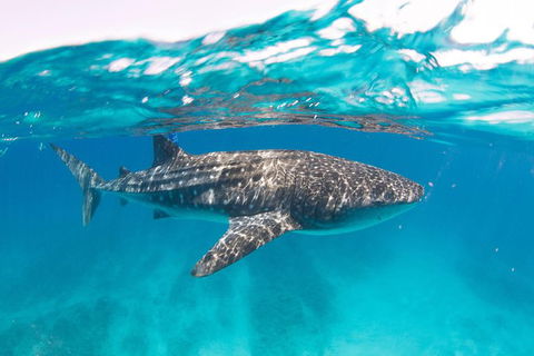 VIP Luxury Chartered Escapes, Exploring The Reef At Your Own Pace - Kingaroy Accommodation 15