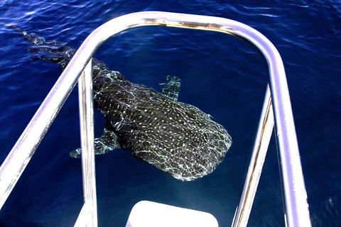 VIP Luxury Chartered Escapes, Exploring The Reef At Your Own Pace - Kingaroy Accommodation 11