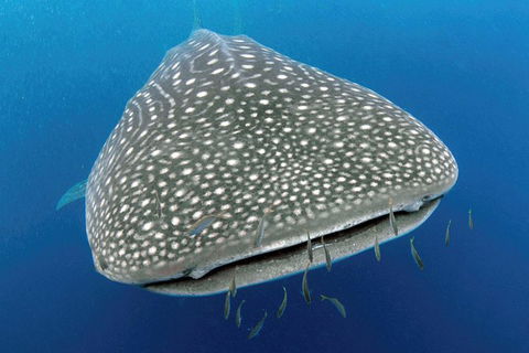 VIP Luxury Chartered Escapes, Exploring The Reef At Your Own Pace - Kingaroy Accommodation 46