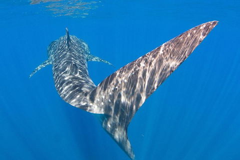VIP Luxury Chartered Escapes, Exploring The Reef At Your Own Pace - Kingaroy Accommodation 37