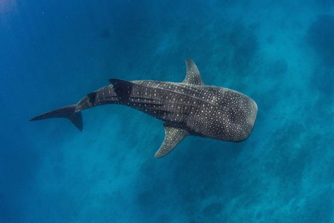 VIP Luxury Chartered Escapes, Exploring The Reef At Your Own Pace - Kingaroy Accommodation 34