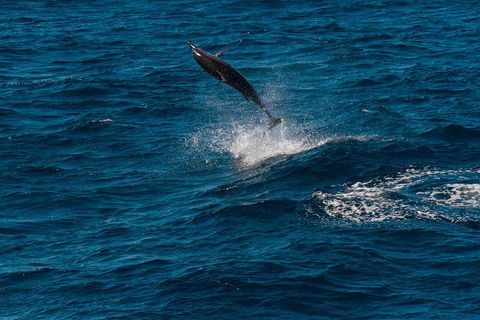 VIP Luxury Chartered Escapes, Exploring The Reef At Your Own Pace - Kingaroy Accommodation 42