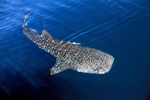 VIP Luxury Chartered Escapes, Exploring The Reef At Your Own Pace - Kingaroy Accommodation 30