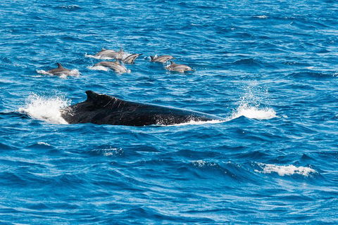 VIP Luxury Chartered Escapes, Exploring The Reef At Your Own Pace - Kingaroy Accommodation 19