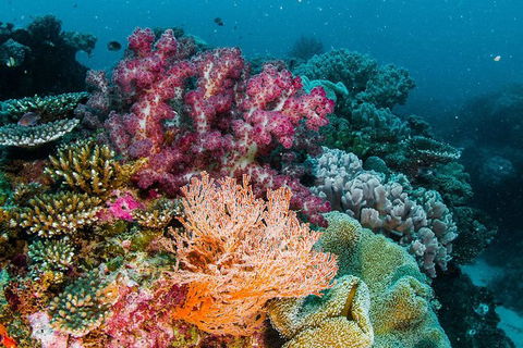 VIP Luxury Chartered Escapes, Exploring The Reef At Your Own Pace - Kingaroy Accommodation 33