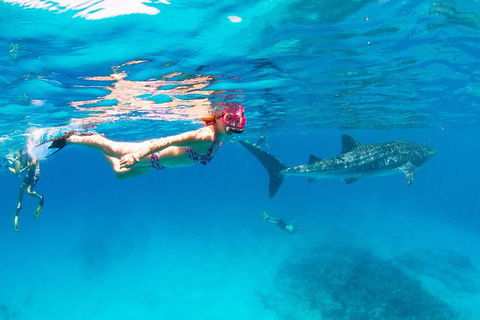 VIP Luxury Chartered Escapes, Exploring The Reef At Your Own Pace - Kingaroy Accommodation 35