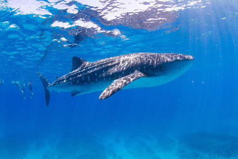 VIP Luxury Chartered Escapes, Exploring The Reef At Your Own Pace - Kingaroy Accommodation 9