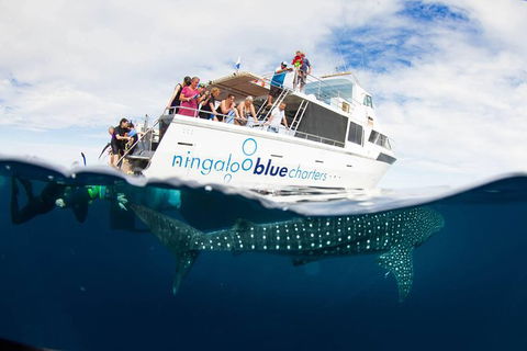 VIP Luxury Chartered Escapes, Exploring The Reef At Your Own Pace - Kingaroy Accommodation 2