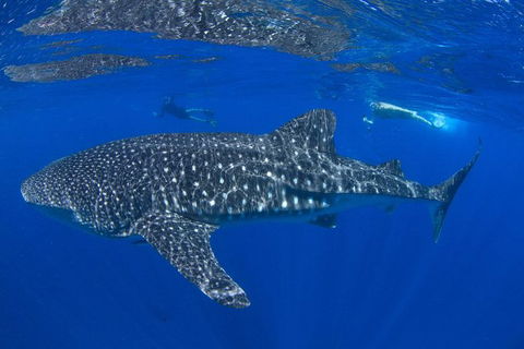 VIP Luxury Chartered Escapes, Exploring The Reef At Your Own Pace - Kingaroy Accommodation 31