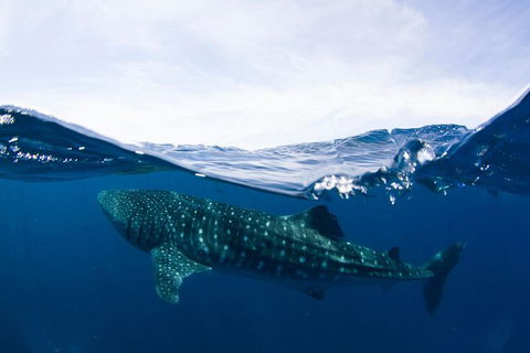 VIP Luxury Chartered Escapes, Exploring The Reef At Your Own Pace - Kingaroy Accommodation 51